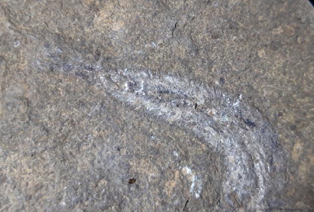 Leptolepis bronni AGASSIZ 1833 - Bild &copy; FossNet FossilienStore